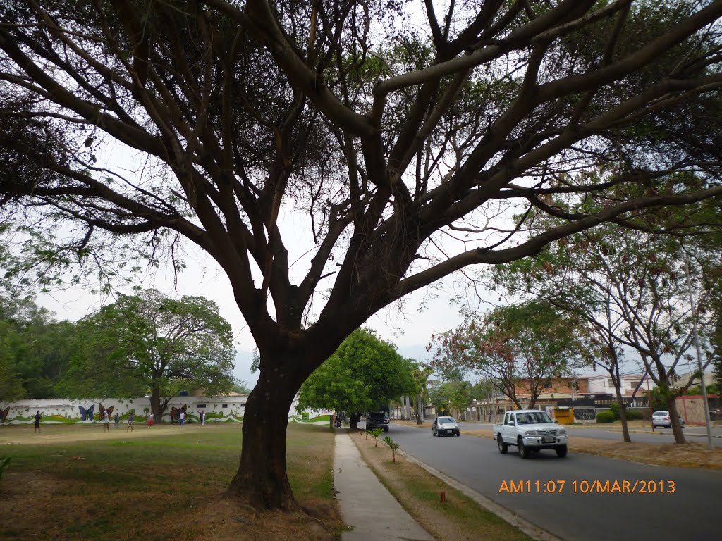 Una Mañana En la Calle LOS GUAYABITOS. Naguanagua. (2013) by Oscar Jesus Medina Dacosta