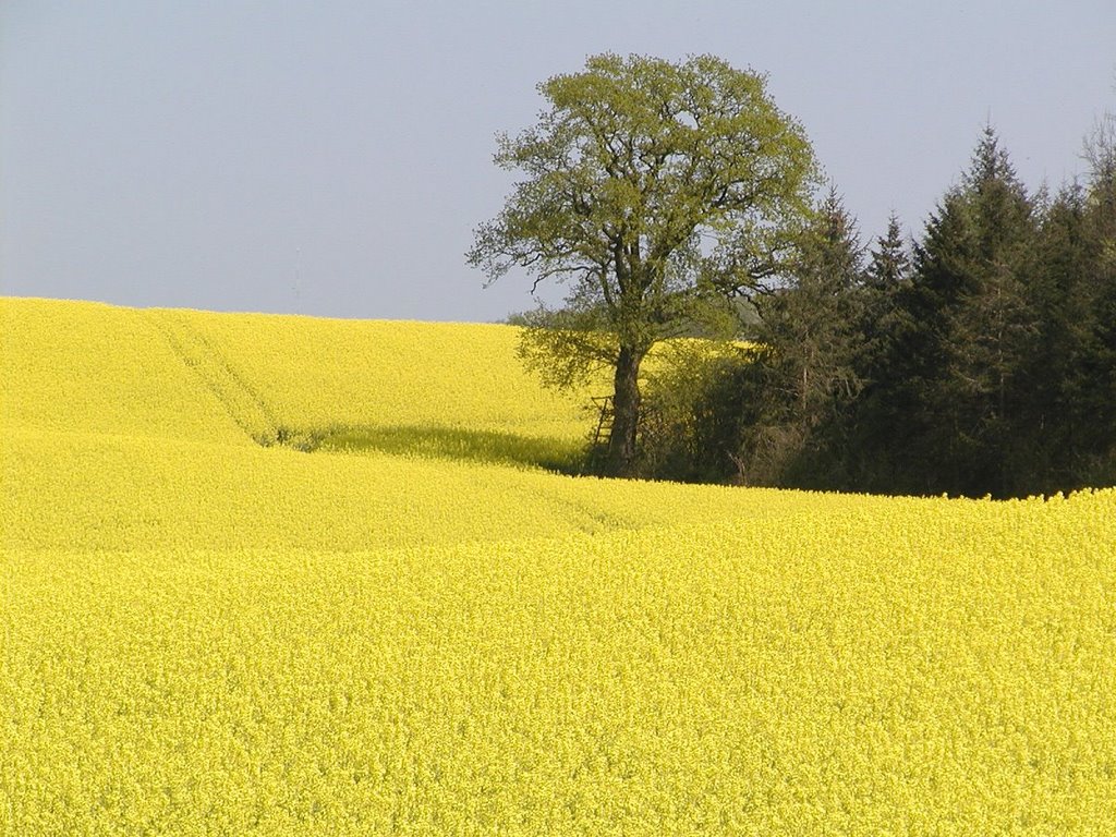 Rapsfeld mit Hochsitz by Hans Wolters