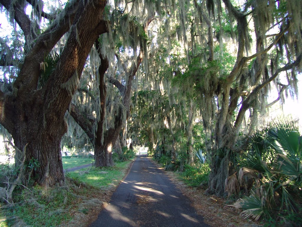 Canopy road, Boardman Fla (4-1-2012) by Ken Badgley