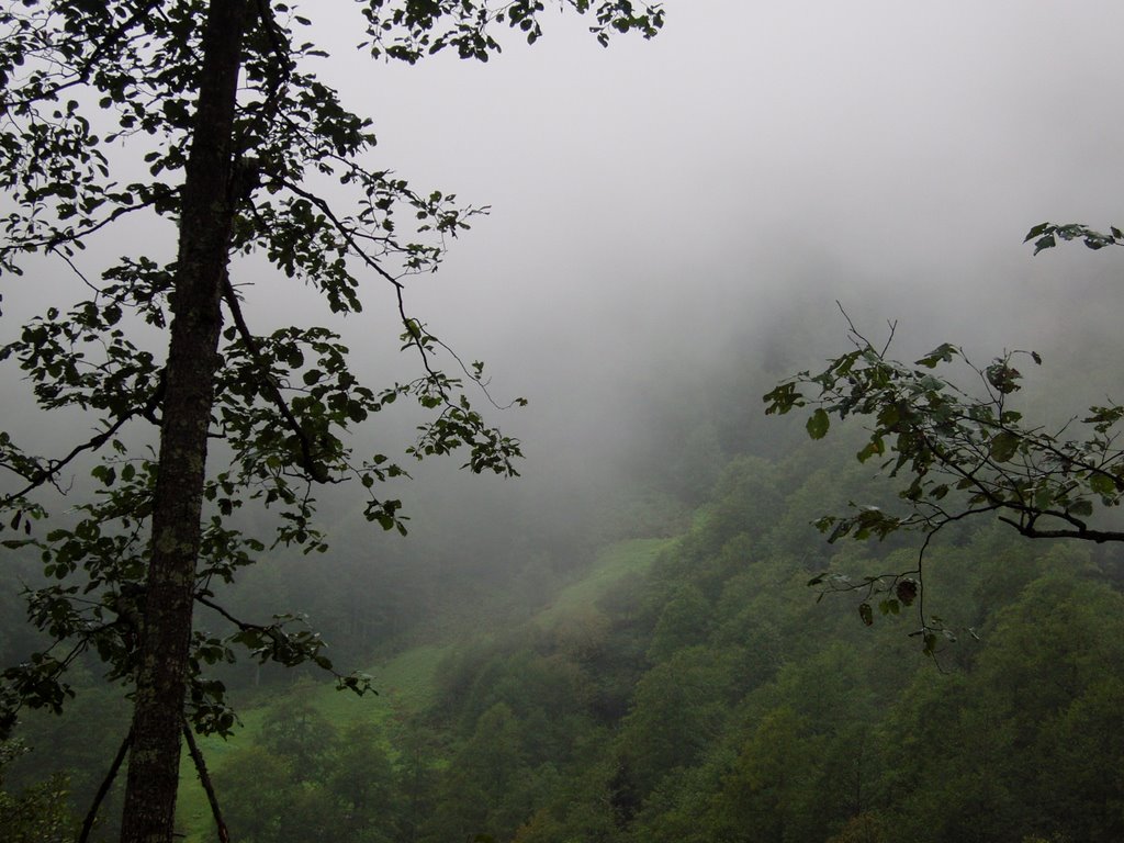 08490 Camili Bucağı/Borçka/Artvin, Turkey by saimakbas