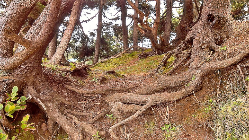 "Arthritic" old Trees...above my beach... by agatebchlvr