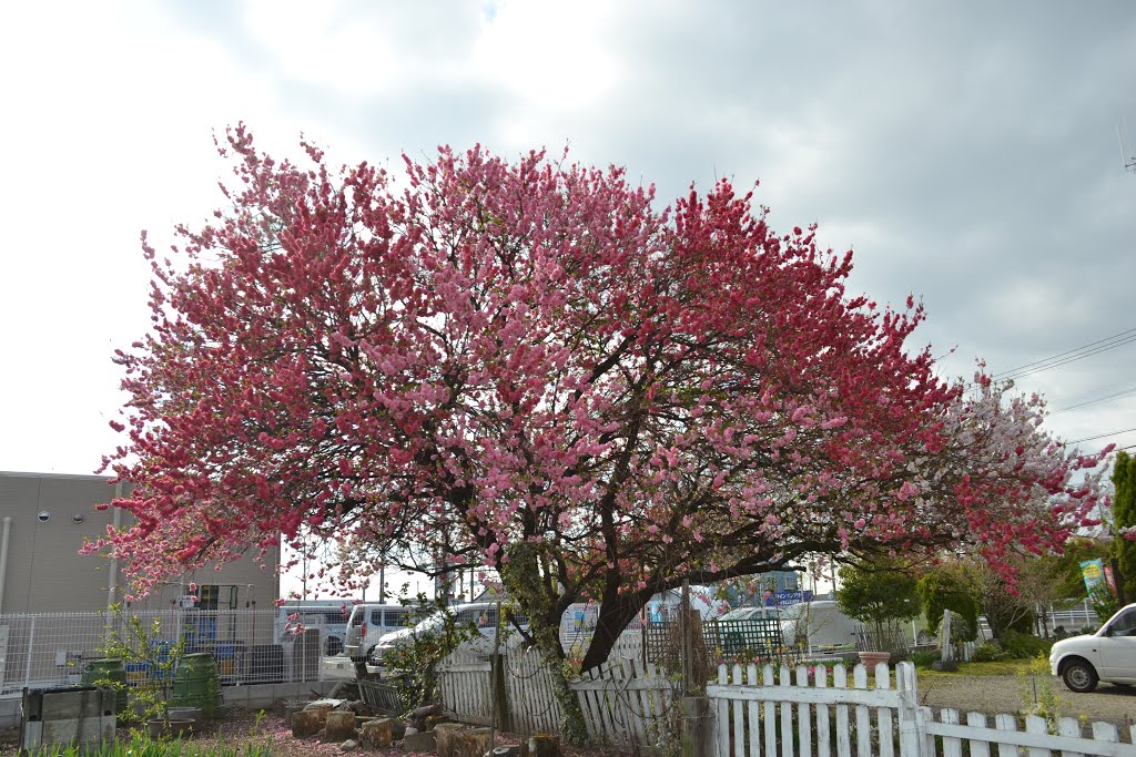 2013 扶桑町 桜 by oka