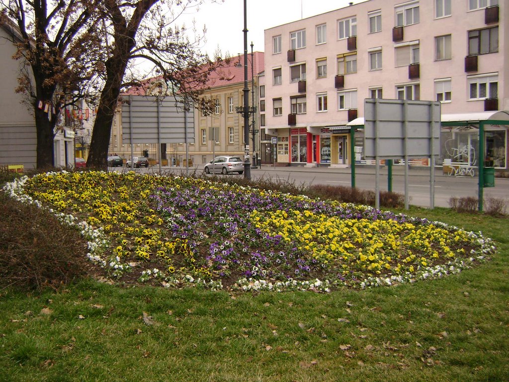 City Centre with Pansies - Korai árvácskák Komárom központjában, 8.March, 2008 by PanoramioHungary