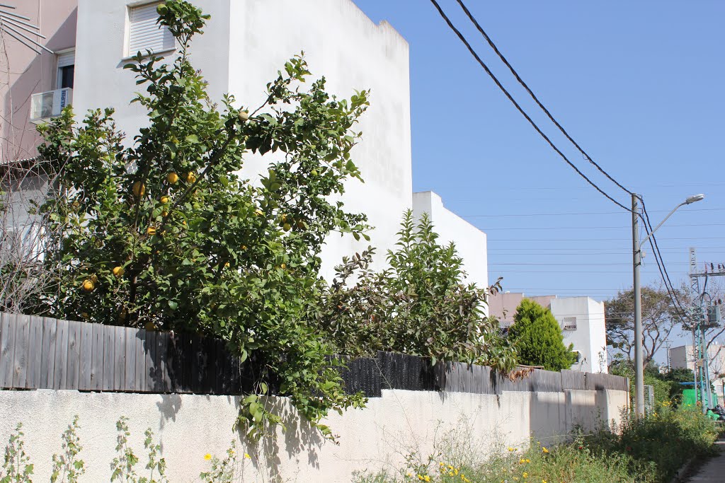 Lemons growing on the streets of Pardes Hana by Genet