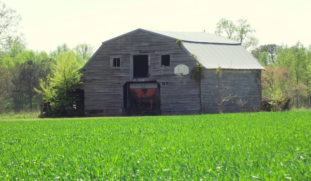 New Growth Old Barn---st by SteveTysinger