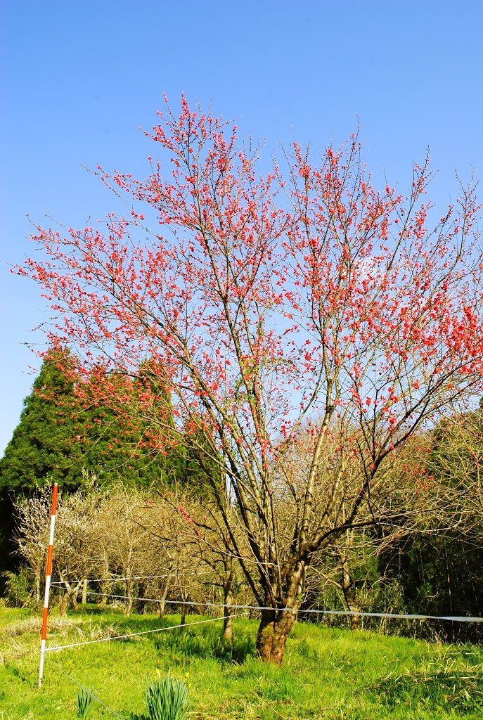 Shinto Shrine:Shirayama-Jinja　松岡町白山神社 by paleblue49