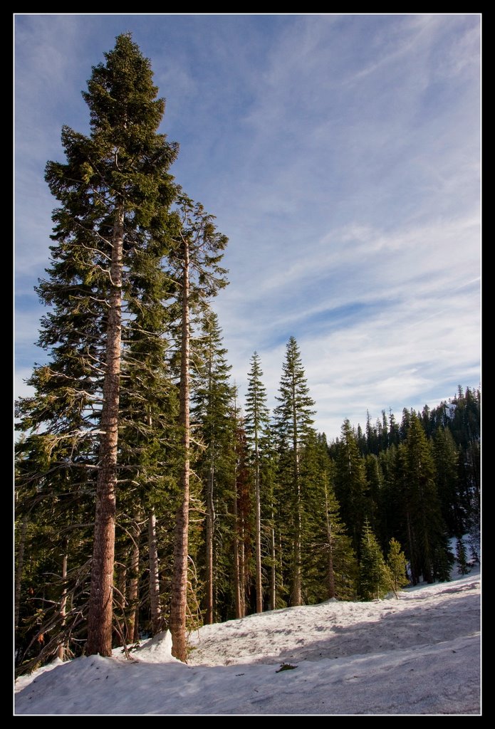 Pines and snow by krylov