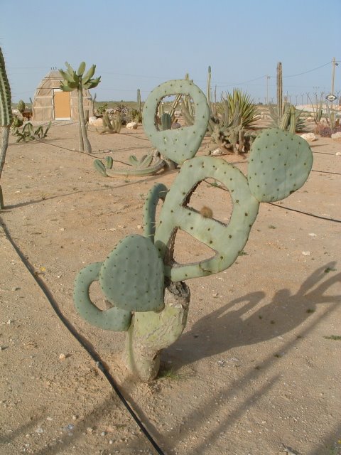 Revivim, Israel - February 2005 - רביבים by noam_perry