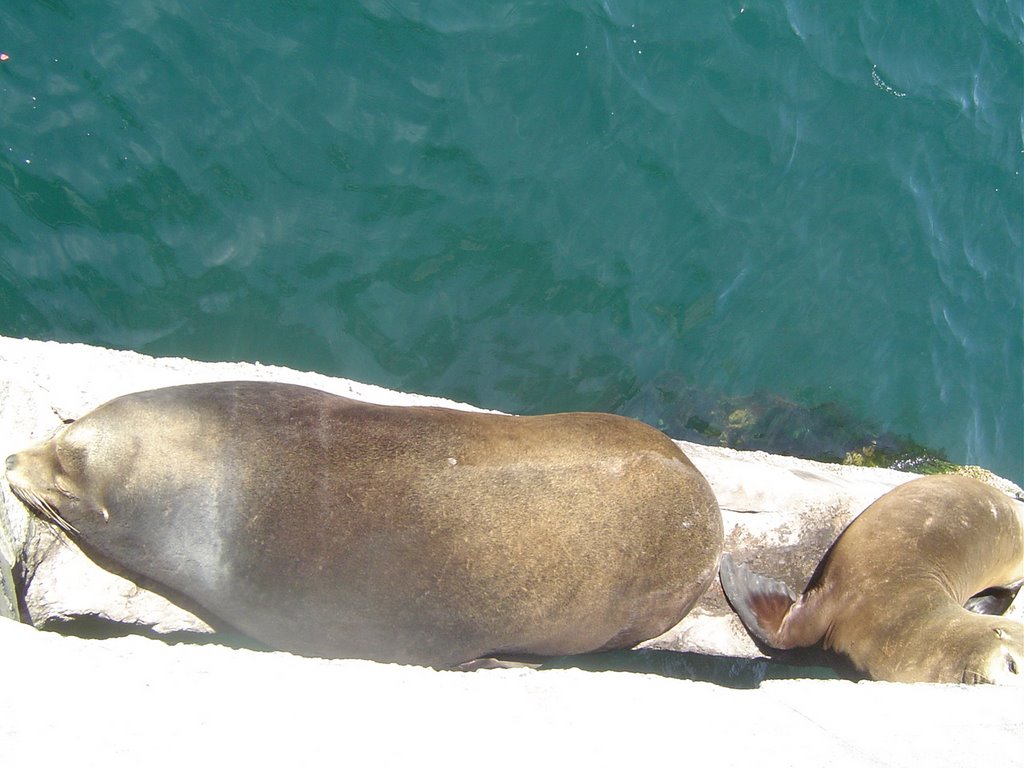 Meeressäuger in Monterey by N.Herzog