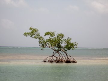 Mangrove Tree by andercc