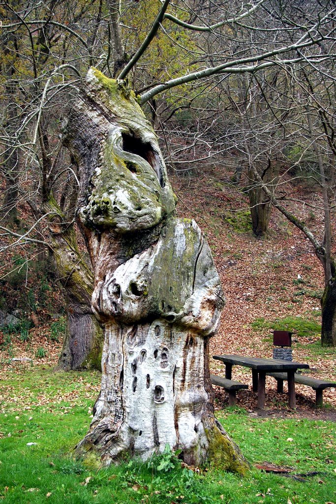 Area Recreativa de Vigonzalez, Belmonte de Miranda, Asturias by Antonio Alba