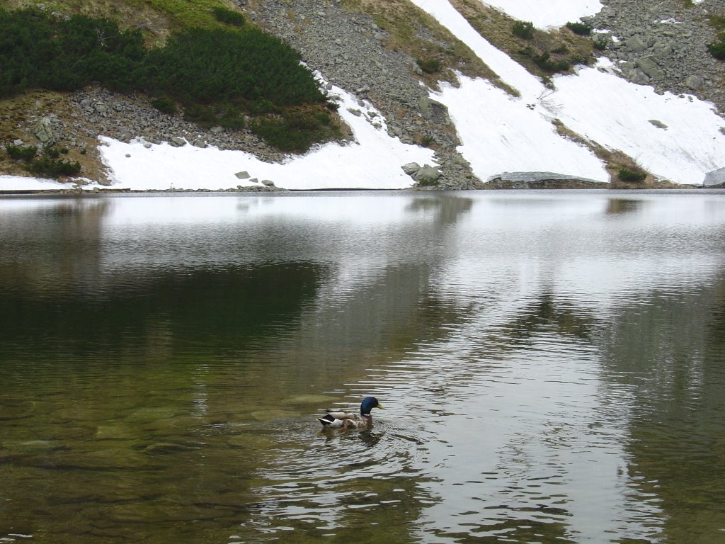 Tatry - Siwy Staw w Rohackim Kotle by Przem.m