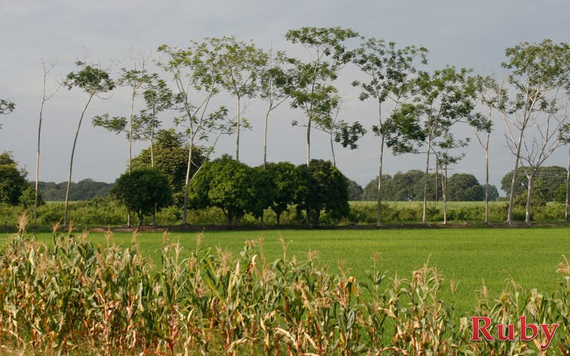 Paisajes de Machala, Ecuador by Time for English School