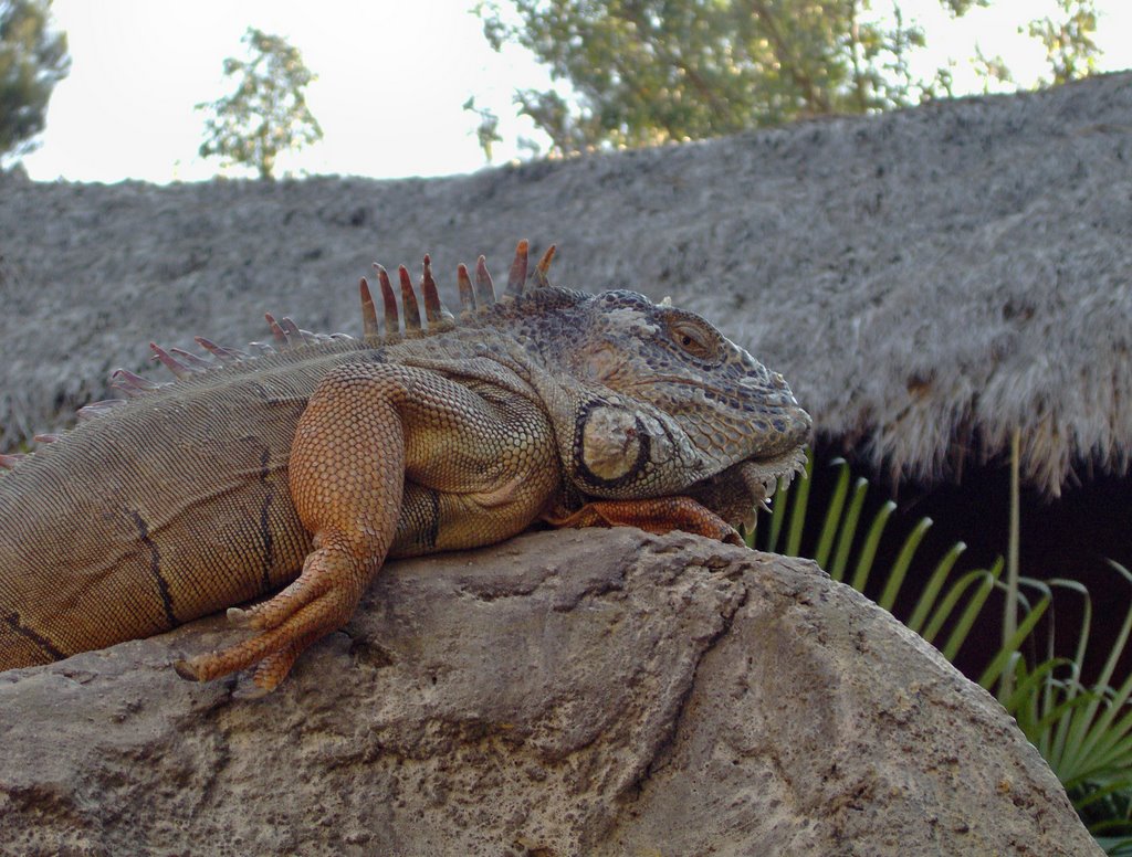 Iguana at Guadalajara Zoo by Juan_Pablo_Hamilton_…