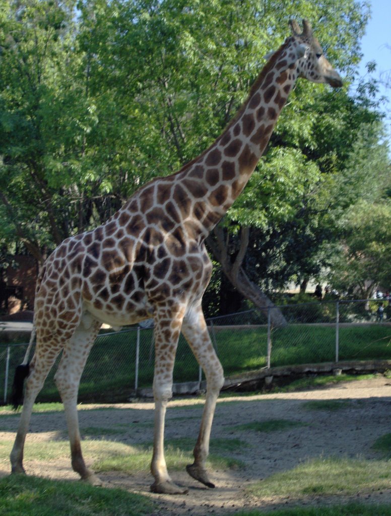 Giraffe at Guadalajara Zoo by Juan_Pablo_Hamilton_…