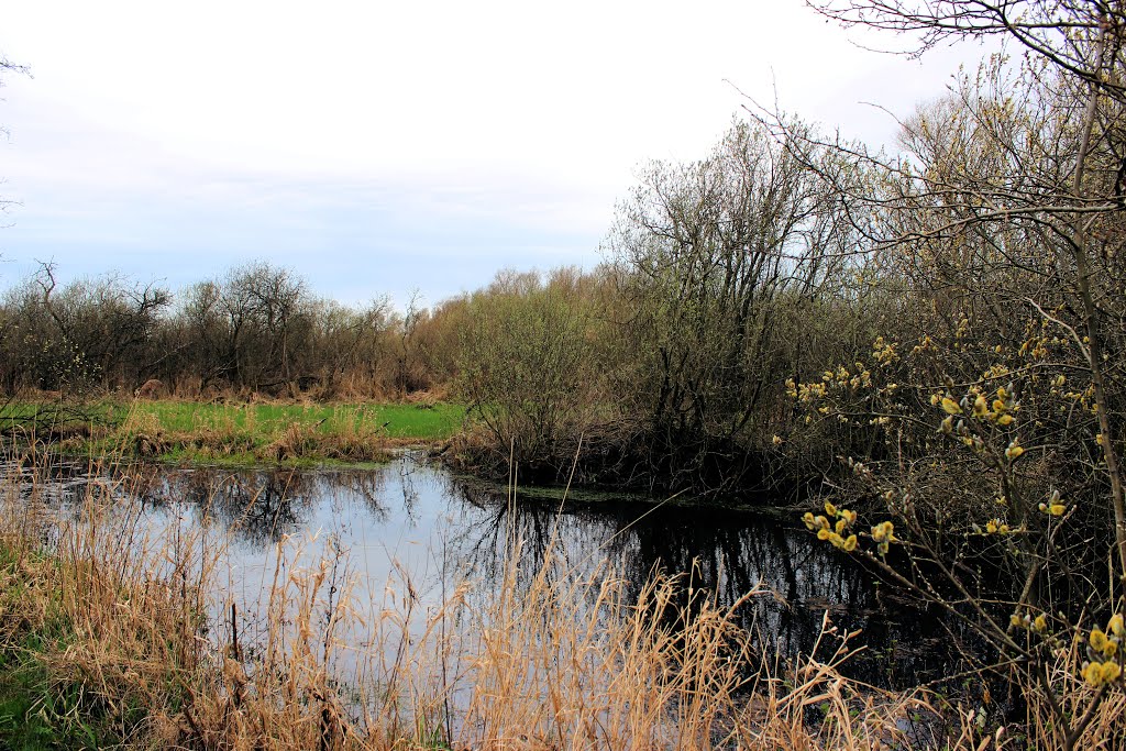 Marais de Guines by Flore62