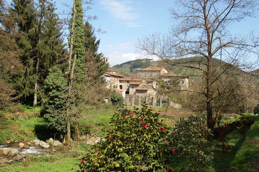 Pieve di Compito ,paese delle Camelie by RGC52