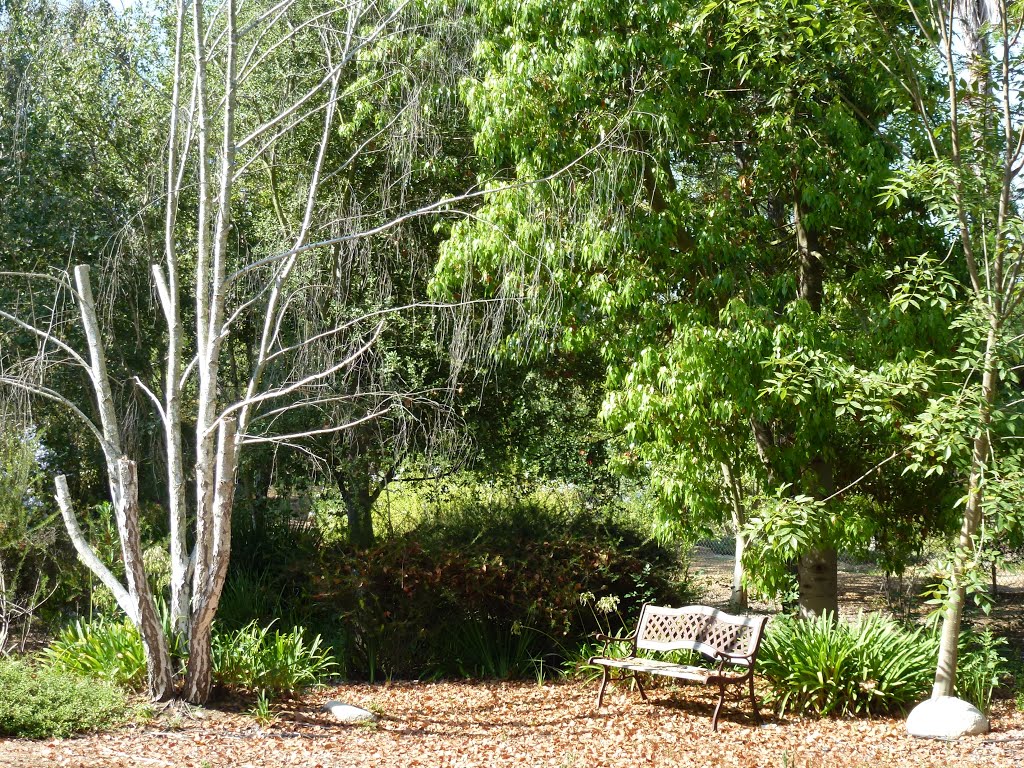 Gardens of Fallbrook, Ca by - Jean Marshall