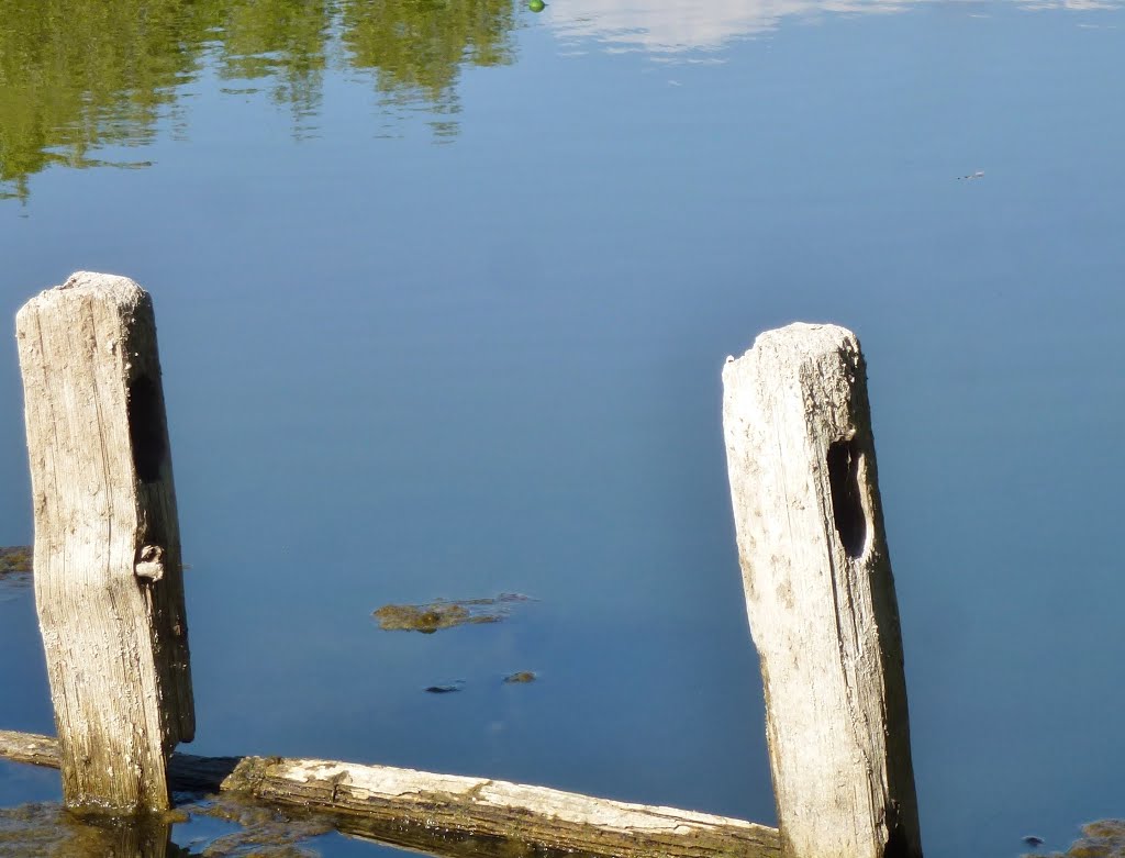 Lake in Los Jilgueros Preserve by - Jean Marshall