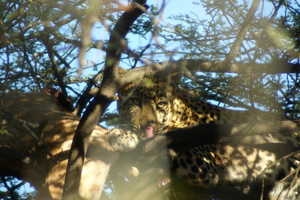 Leopard in tree, Etosha by Marleen Horsten