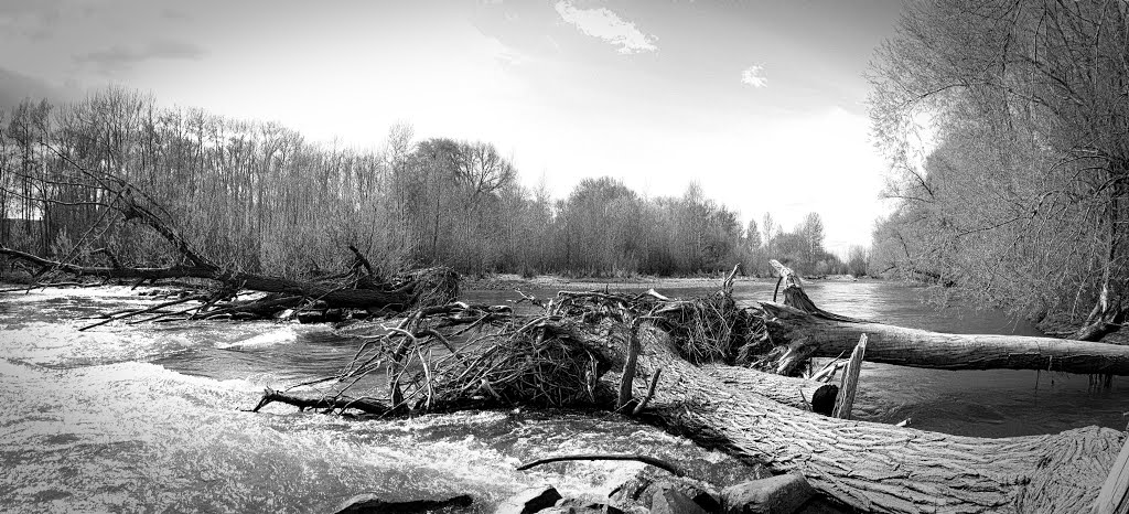 Downed Trees by thefclef777