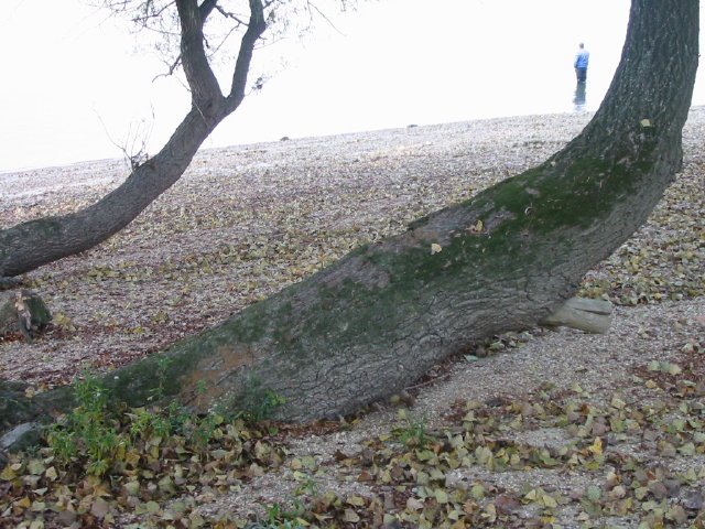 Trees on the Danube cost 2 by Gábor Ligeti