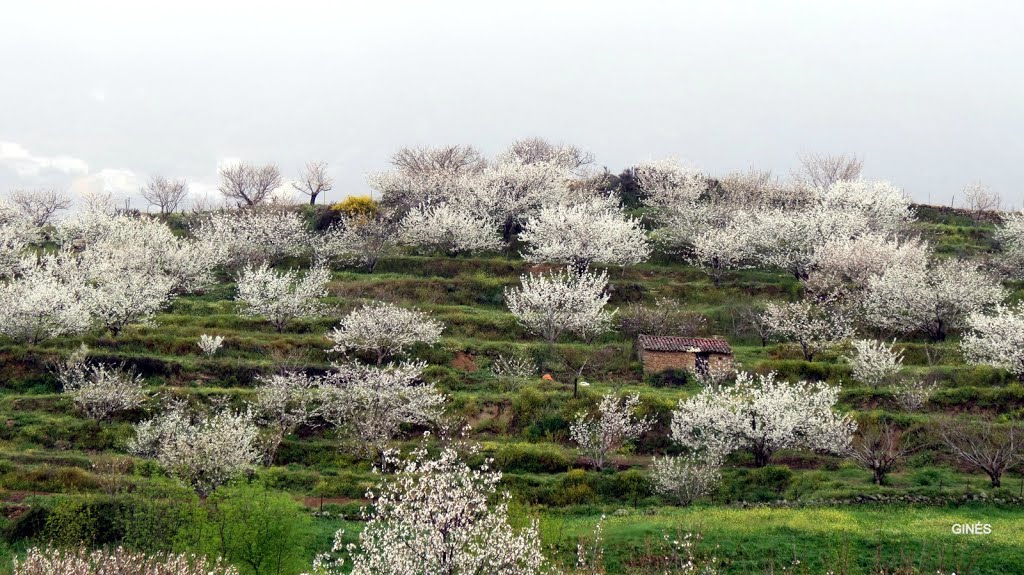 Cerezos del Jerte by Gines Collado