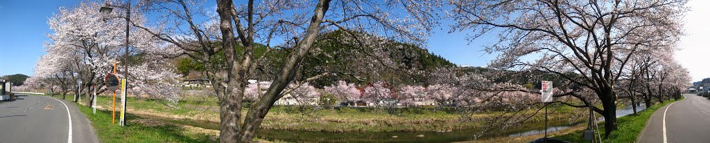 河川敷の桜 - Sakura of riverbed　8 by addh Save Panoramio