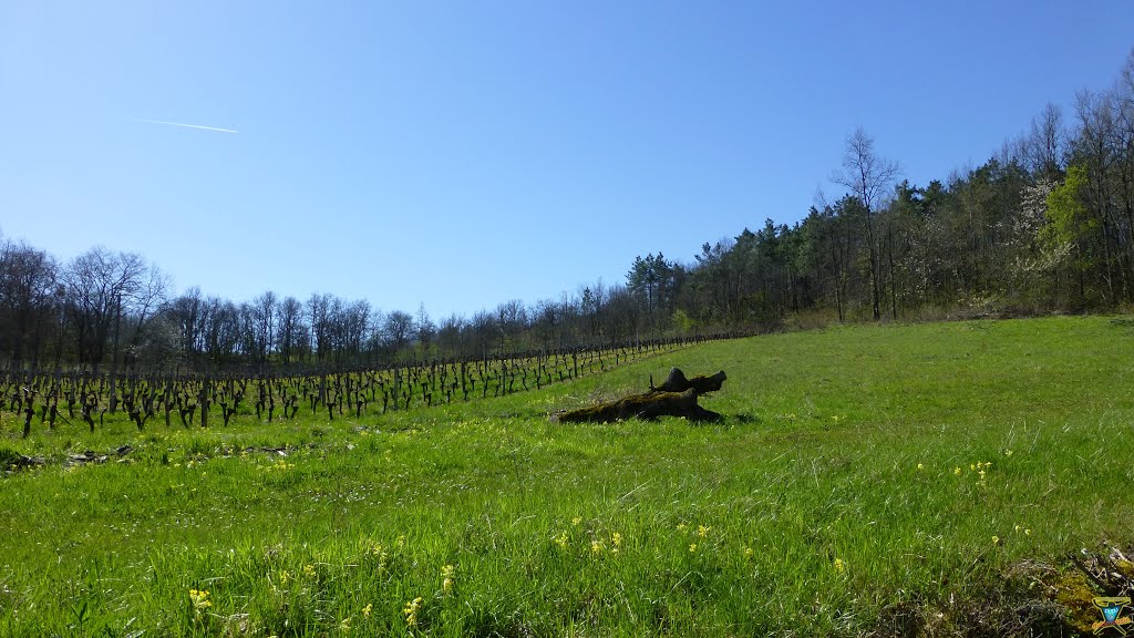 Paysage juste à côté du hameau de Souleillat by Dudu DuLimousin