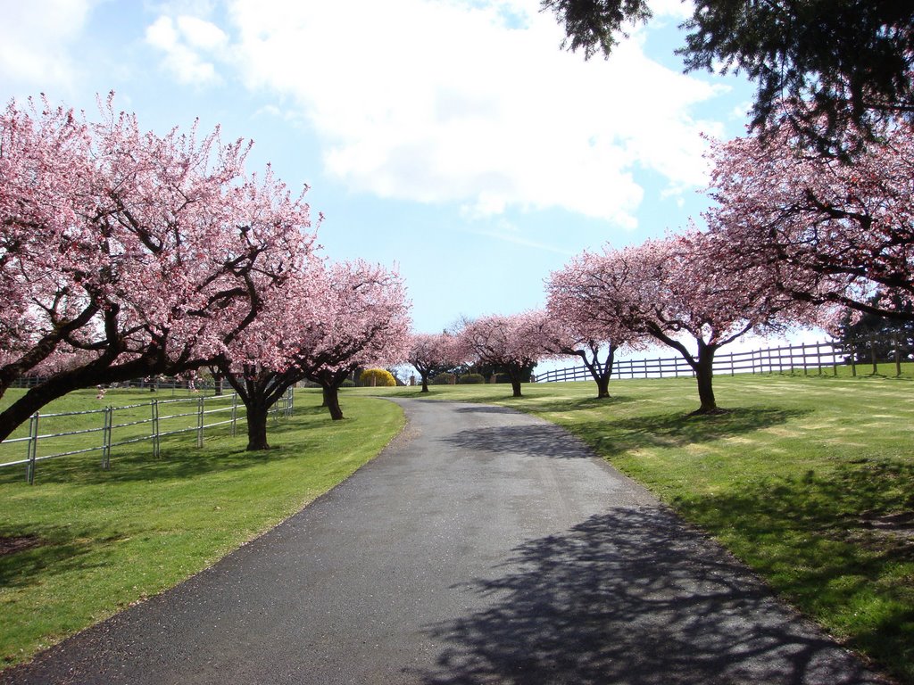 Signs of springtime!! by DeEtte Fisher