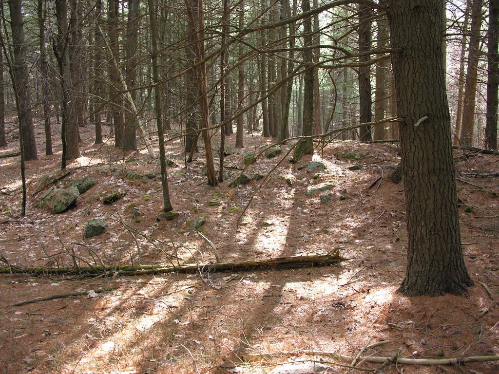 Pine Forest, Holliston, April 2013 by David Coviello