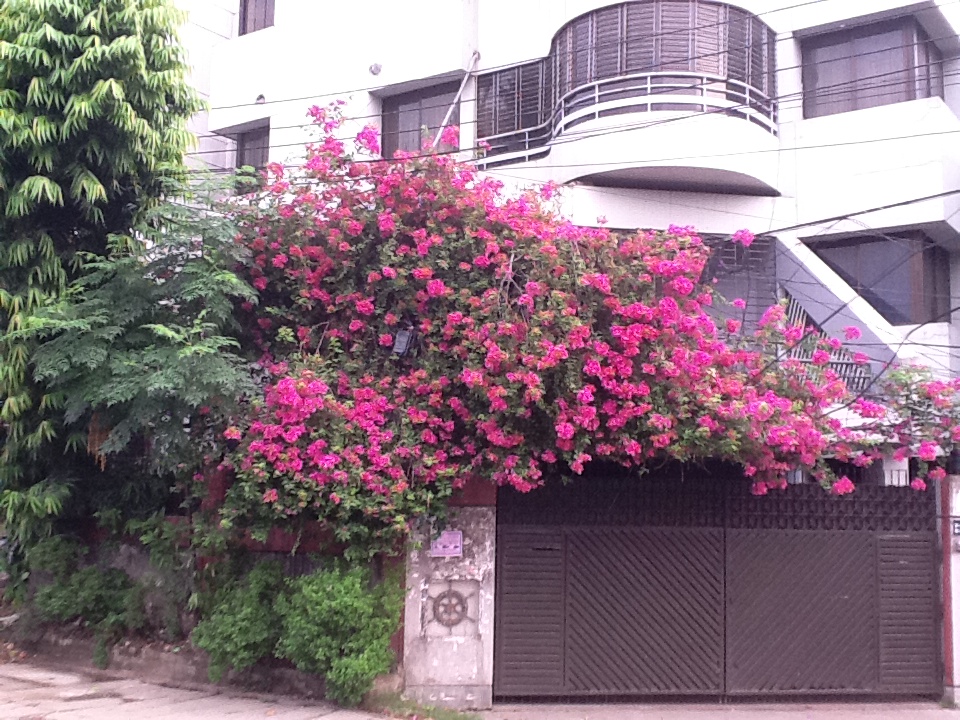 Street View Sheikh Kamal Road, Dhanmondi, Dhaka, Bangladesh by Masud.