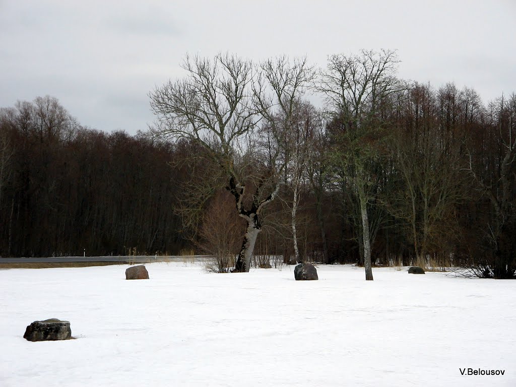 Ääsmäe. Старый дуб. Foto by Victor Belousov. by Victor Belousov