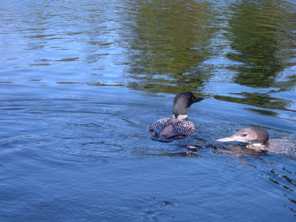 Loons on Lake One by Peter Bailey