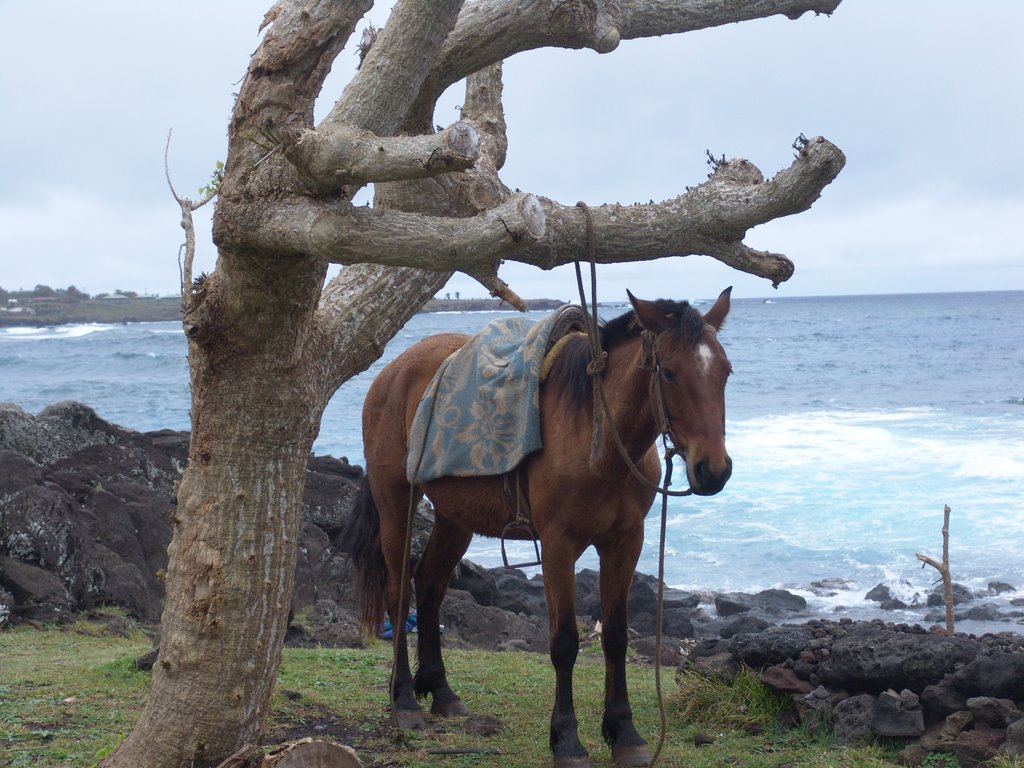 Easter Island - Parking for 1 CV by rokaPic40666