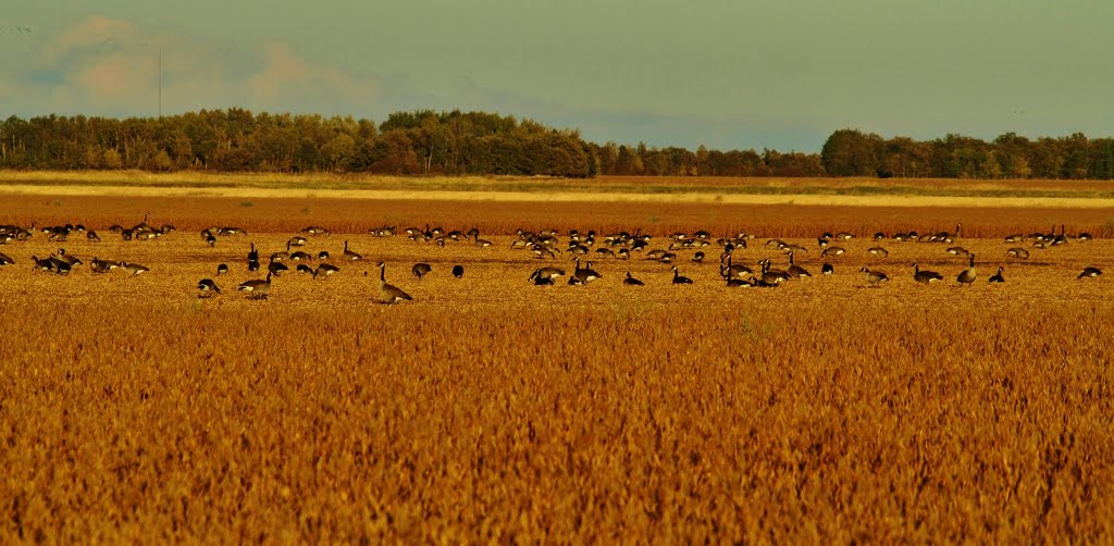 Crop Harvesting Manitoba Fall 2012 by Shahnoor Habib Munmun