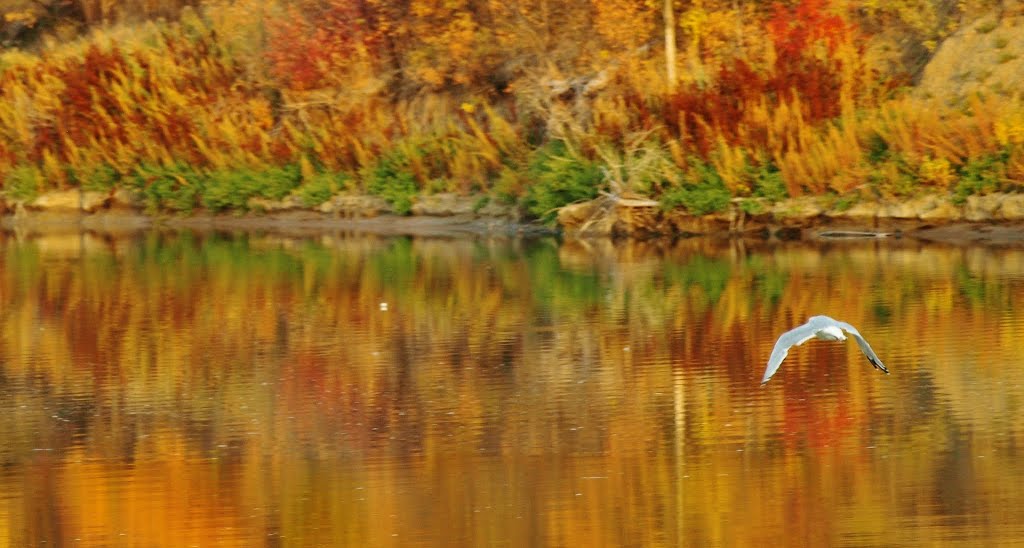 Red River at St Vital Park Fall 2012 Winnipeg Manitoba by Shahnoor Habib Munmun