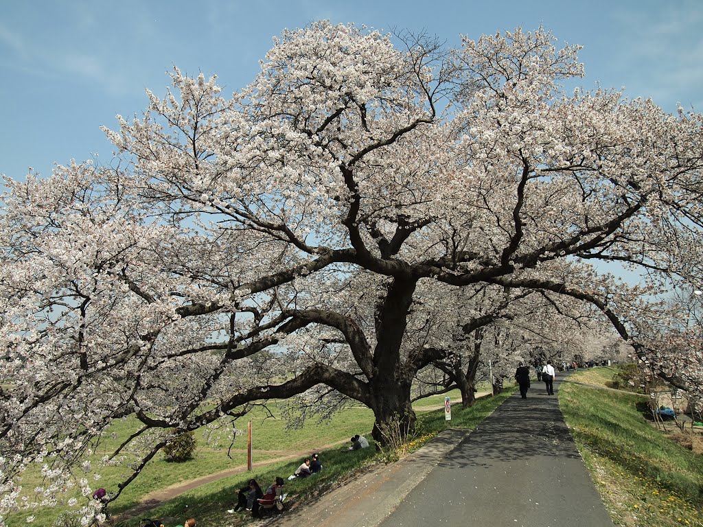 白石川堤一目千本桜 by ma333ma