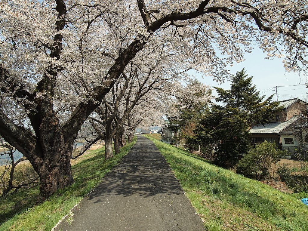 白石川堤一目千本桜 by ma333ma