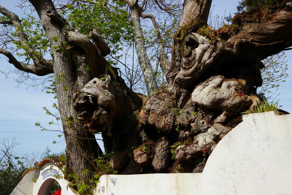 The many ages of the Chestnut Tree - Quinta do Castanheiro - As muitas idades do Castanheiro by Sunseaguls