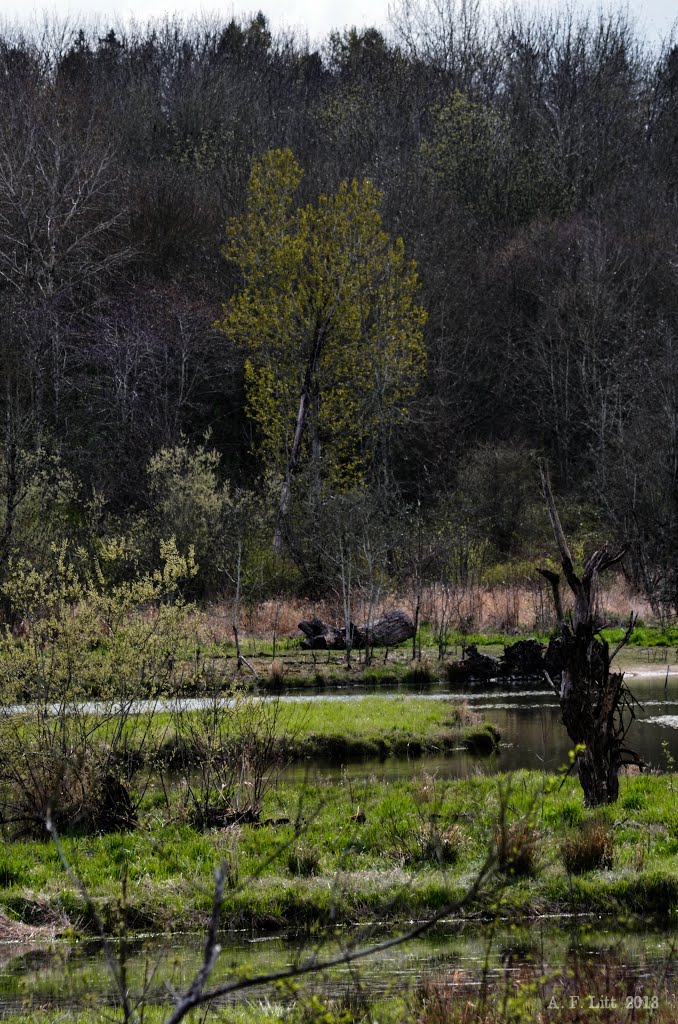 Columbia River Slough Wetlands by A. F. Litt