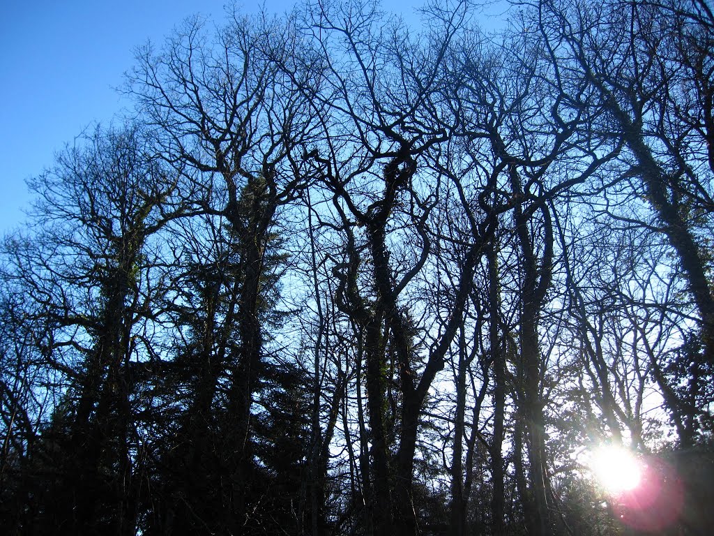 Oak trees in sunset by olles