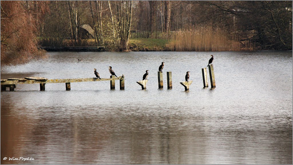 Aalscholvers in vergadering bij Moekes Gat by Wim Nature