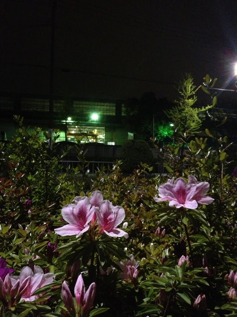 Azalea and Factory light by il_capoccione