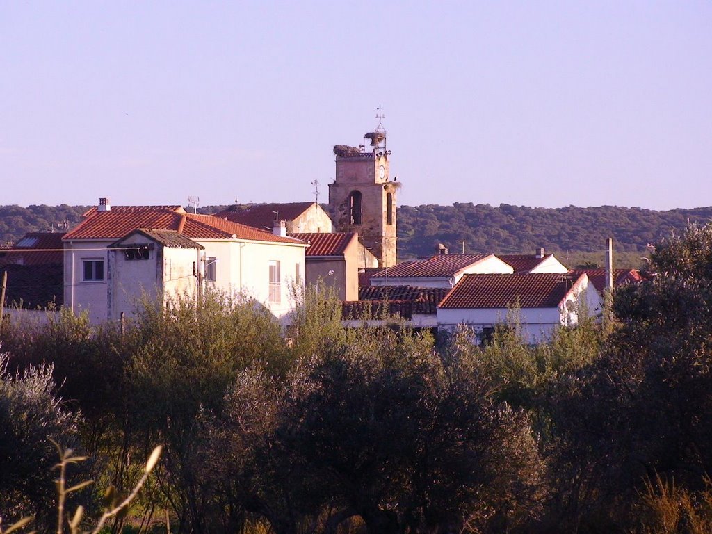 Riolobos (olivares) by Macario Gallardo