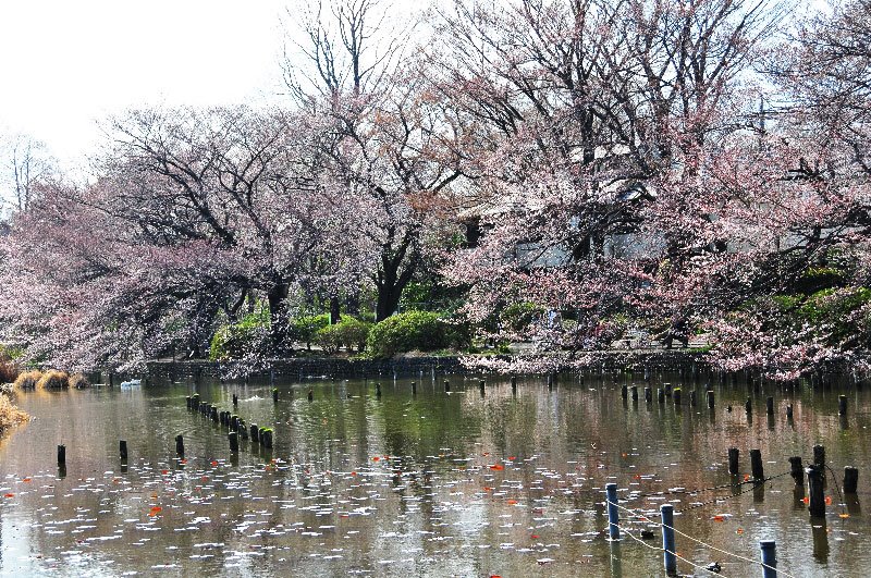 Cherry Blossoms in Zenpukuji Park by itss_yyama