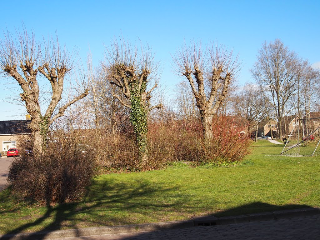 Drie oude Leibomen, (BB) by Bayke de Vries