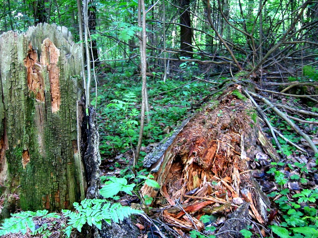 Decayed Tree by mjtannin