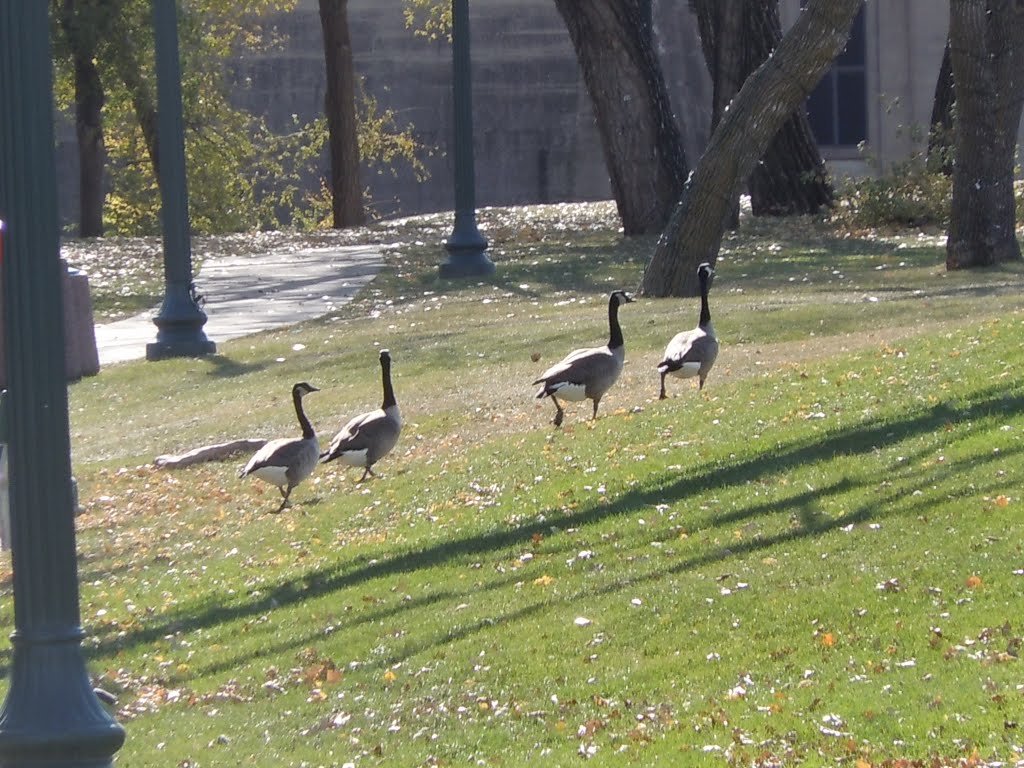 Geese Sioux Falls, South Dakota by NEAN