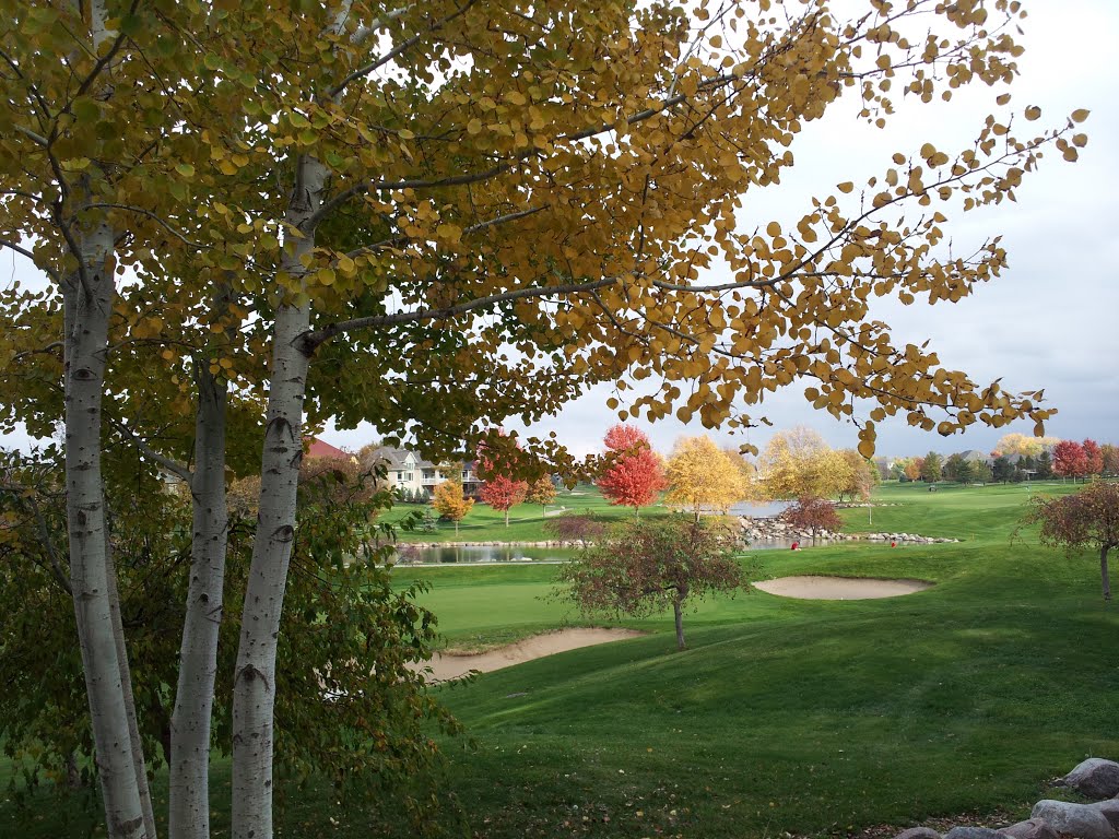 Golden Aspen (?) In Lincoln, Nebraska by NEAN